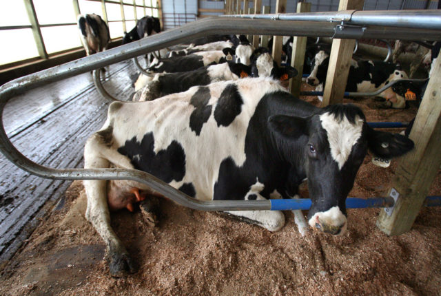 Waterbeds, Country Music and Backscratchers: How Cows Get Coddled