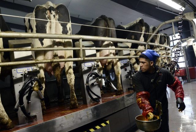 Got Milk? Too Much of It, Say U.S. Dairy Farmers