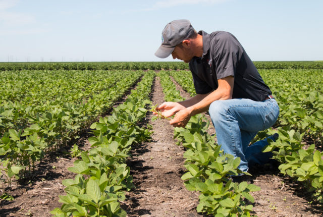 Relationship Between Yield and Labor