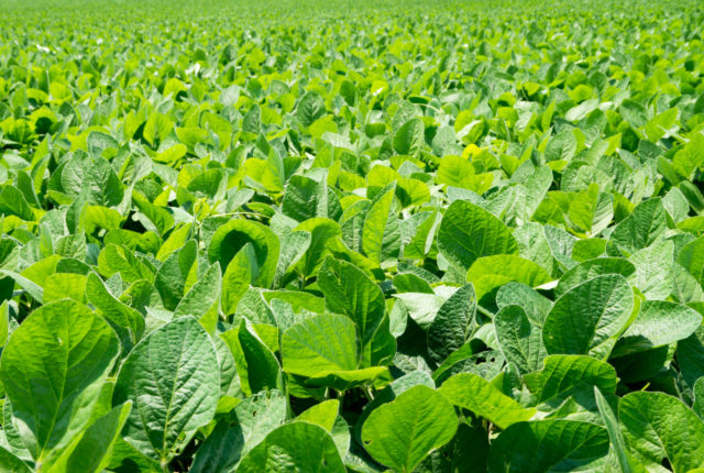 Domestic and Foreign Markets for Soybeans