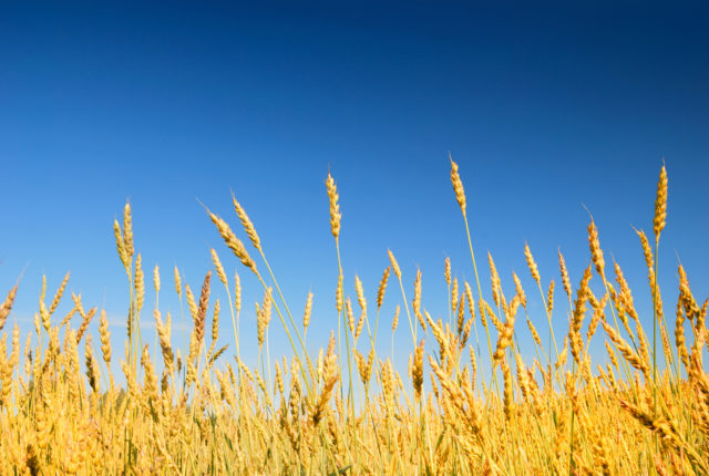 Economists on Cover Crops