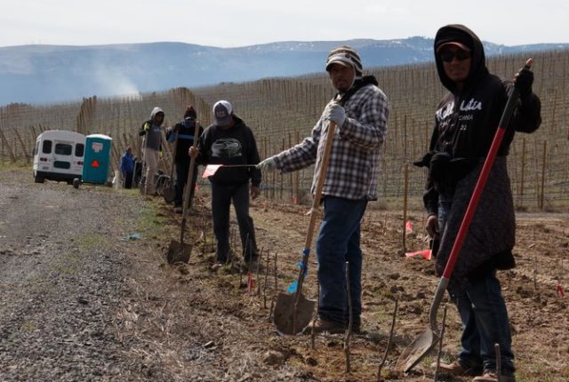 Government Confirms A Surge In Foreign Guest Workers On U.S. Farms